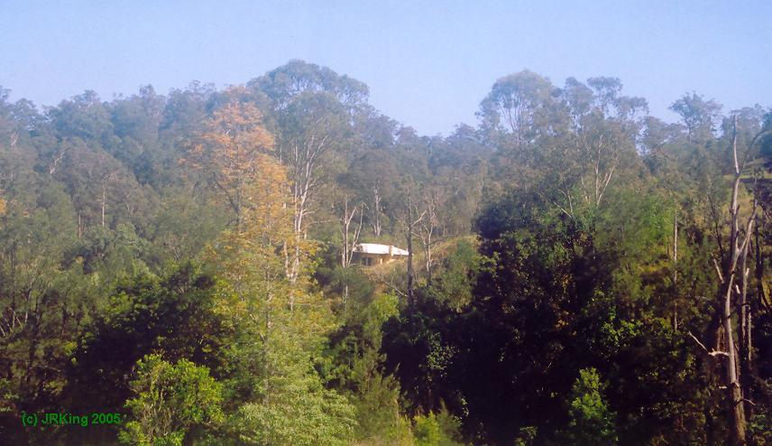   rainforest272   